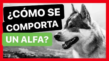 ¿Cómo sabes quién es el perro alfa?