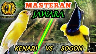 KENARI VS SOGON (Sogok Ontong) - Masteran Tembakan Rolll Dann Speed Rapatt || Masteran Istimewa