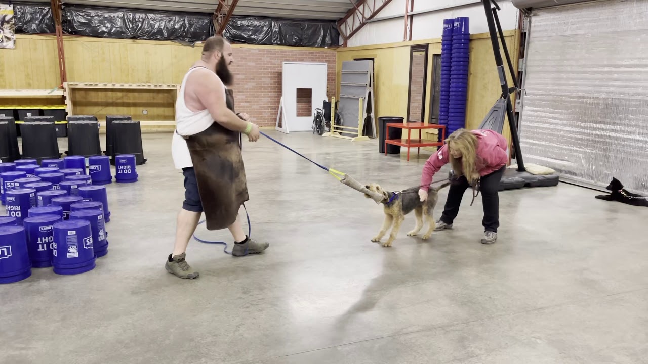 " Spark" 6 Mo Airedale Terrier Has Prey Drive Stressing & Building Powerful Personal Protection Dogs