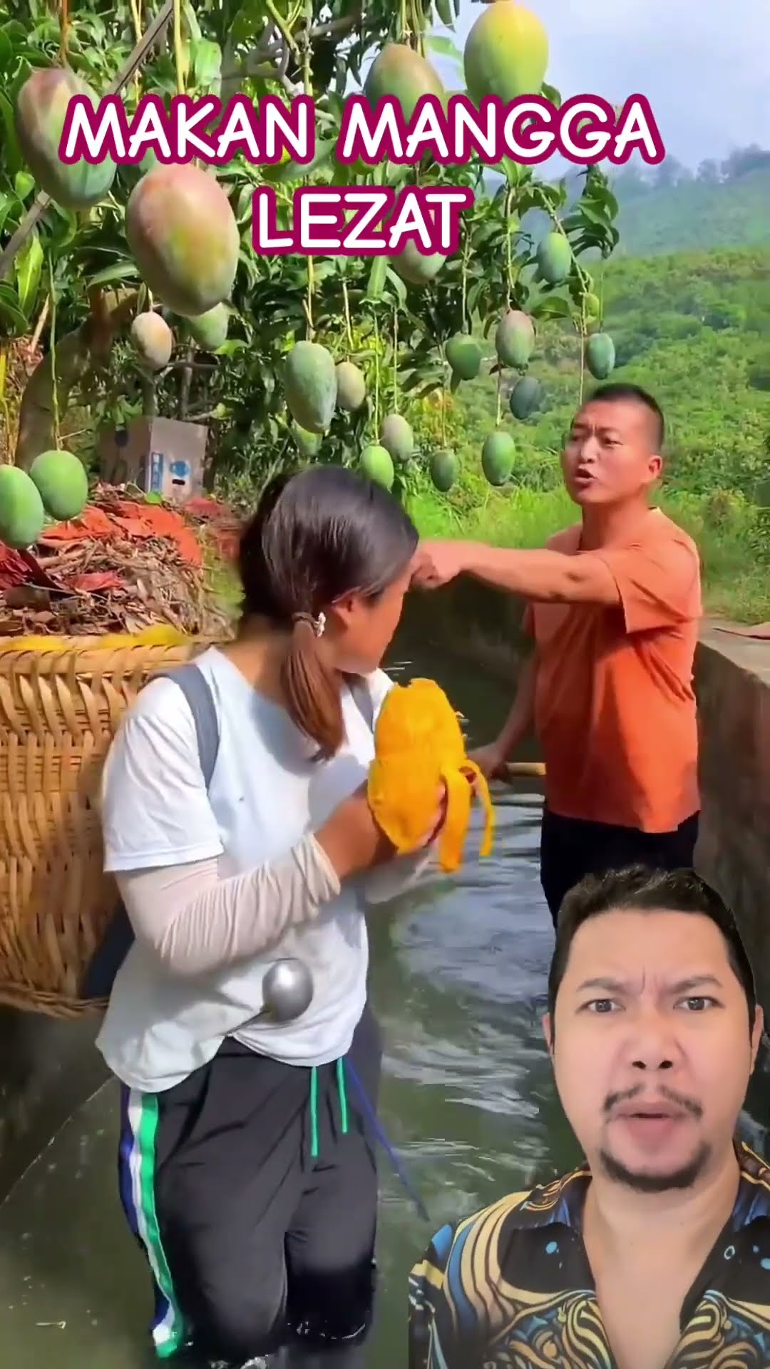 MAKAN MANGGA SAMPE KENYANG!!!?! #funny #mangofruit #mangofarm #comedy #mango