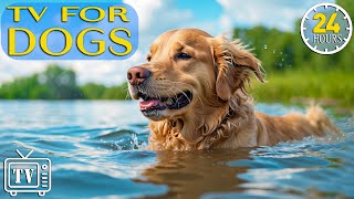 Dog Music: Dog TV & Best Fun Entertainment for Bored Dogs - Anti Anxiety with Music for Dogs - NEW