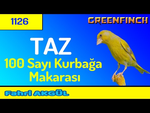 Greenfinch Song 1126 - Uzun Kuş Taz Kuşum 100 sayı üzeri kurbağa makarası