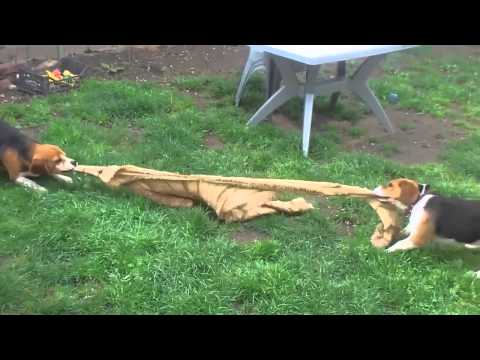 Pair of Beagles play Tug-of-War