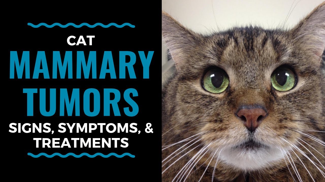 Cat Mammary Tumors: Signs, Symptoms, And Treatments: Vlog 92