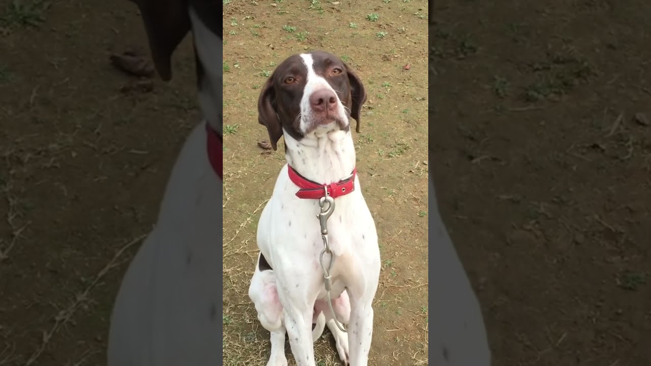 近づきすぎ もみじ イングリッシュポインター Shorts Youtube