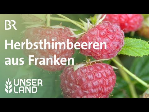 Video: Himbeeren für Zone 3 – Was sind gute Himbeersträucher für k alte Klimazonen?