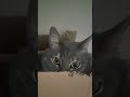 Кот-Глюк #кот #котики #коты #cat #catshorts #cats #catvideos