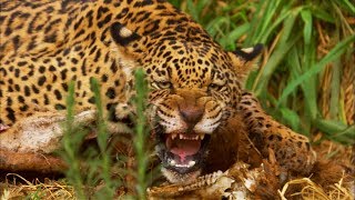 Jaguar Cubs Fight for Food | Jaguars Born Free | BBC Earth