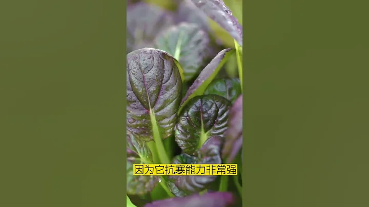 冬天必種紫油菜 抗寒耐凍 - 天天要聞