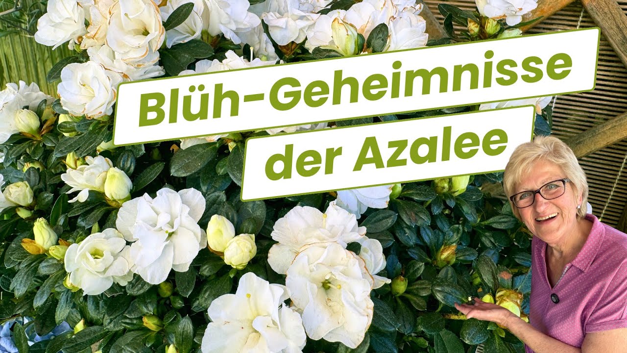 Essbare Blüten im Garten 🌼🌻🌸