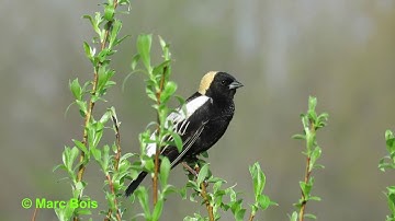 Goglu des prés 1/Bobolink 1 2016