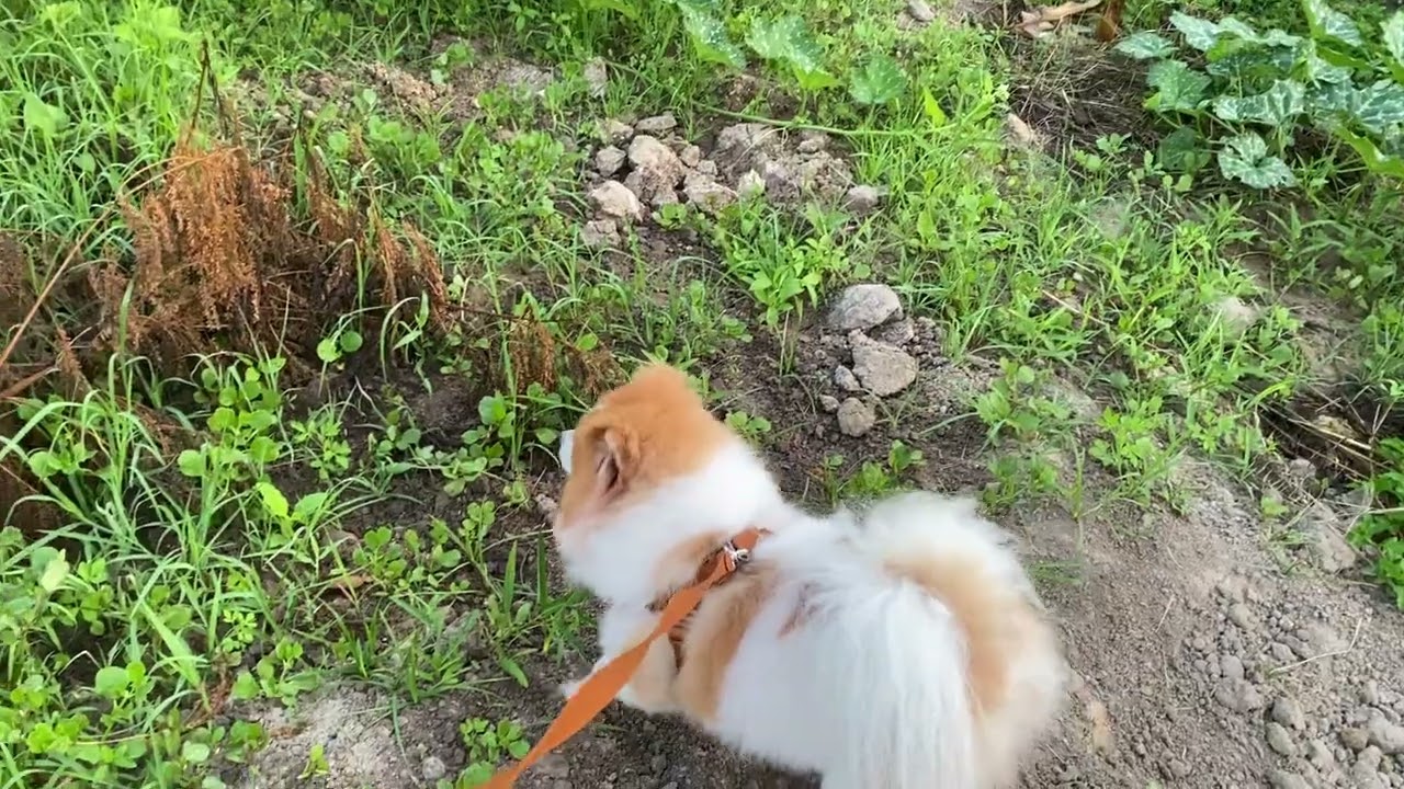 เข้าสวนดูพืชผักกับน้องแซลมอน