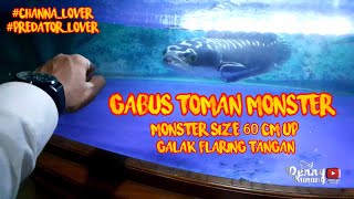 GABUS TOMAN MONSTER | GALAK | KOLEKSI PRIBADI RAWATAN LAMA | TULANG BAWANG-LAMPUNG