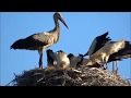 Bocian na Górnym Śląsku 2017 White Stork, Poland