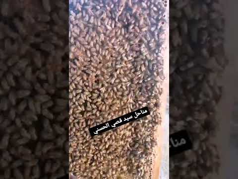 مناحل سيد قصي الحسني على ارض العراق المدائن