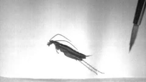 Leaproach jumping in slow motion