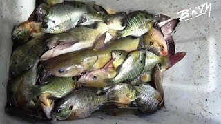 Fishing the Wateree River! With Capt Buster & Ms Jean... 6-26-2018