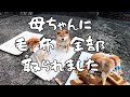 2023年4月17日(月) 母柴に毛布を全部取られて悲しげに直訴する柴犬