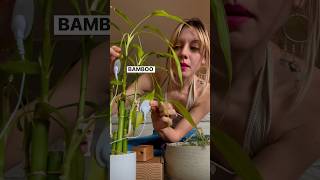 Will this bamboo plant sing? 🎍Let’s tune in with PlantWave. #plantmusic #plantwave #bamboo #nature