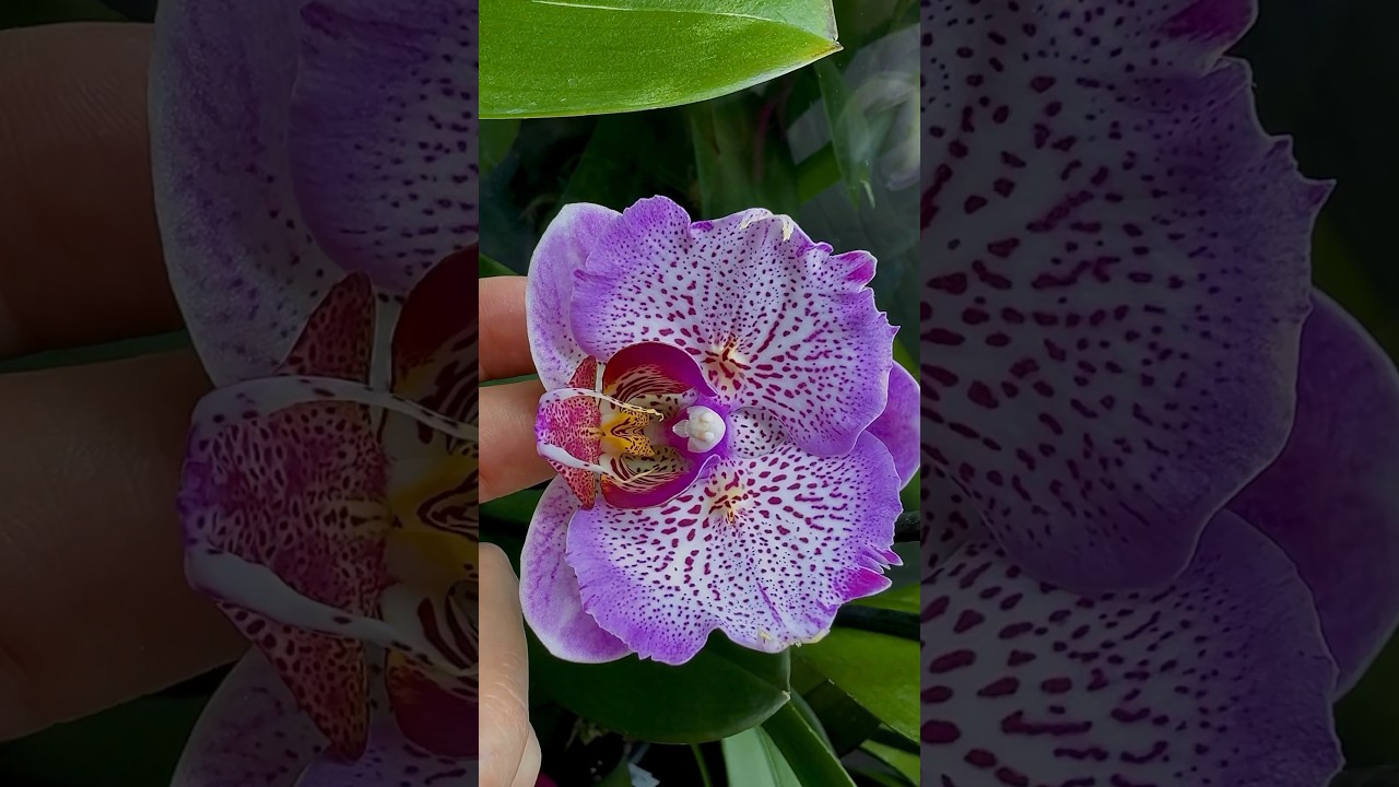 Перше різдво спанкі