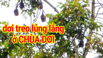 Dơi đủng đỉnh trên cây tại chùa mahatup chùa dơi sóc trăng 🔥 du lịch Sóc Trăng cuộc sống và khám phá