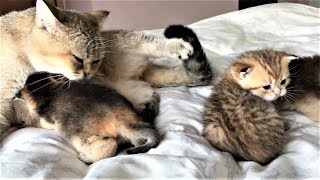 Красивая кошка и 4 смешных котенка играют - коты и кошки - смешное видео 2019 - приколы с котами Красивая кошка и 4 смешных котенка играют - коты и кошки - смешное видео 2019 - приколы с котами
