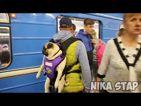 ⚠Ржач ТЕСТ НА ПСИХИКУ, КТО ЗАСМЕЁТСЯ или УЛЫБНЁТСЯ - лайк ))) ЛУЧШИЕ ТОП ПРИКОЛЫ 2017