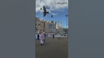 القارئ : ناصر القطامي 🤍  #quran #story #قرآن #holyquran #ناصر_القطامي
