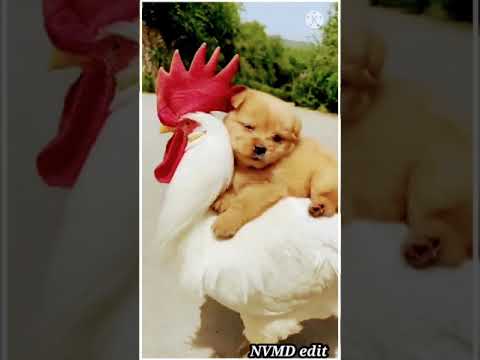 Hen and puppy comedy 😆.....