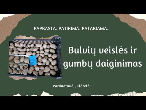 Video: Kiek Bulvių Gumbų Reikia šimtui Kvadratinių Metrų