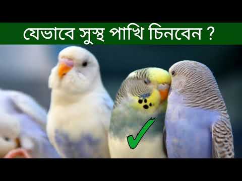 ভিডিও: পাখিদের কি সুগঠিত শরীর আছে?