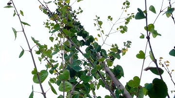 Urban Reforestation - Grants for Growth