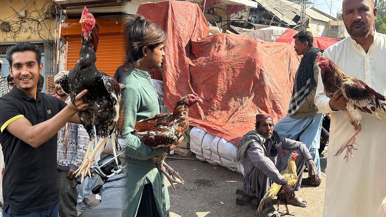 Mandi Sa New Murga Khareed Liya 😱 Bher Kia Hova 😨