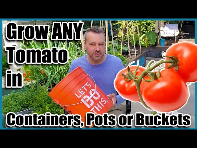 How to Grow Tomatoes in Containers, Pots or Buckets. Container Gardening. -  YouTube
