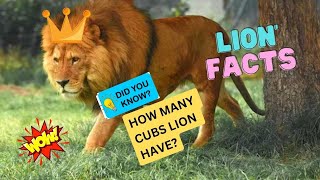10 roarsome lion facts | African lion facts | king of jungle facts