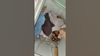 numpang kamar mandi tetangga yg lagi rame di mlm tujuh belasan 😁😁 lumayan dpt kancut anak kuliahan