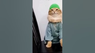 Thumbnail of Muslim cat meme #muslim #cat #meme # tob tobi tob