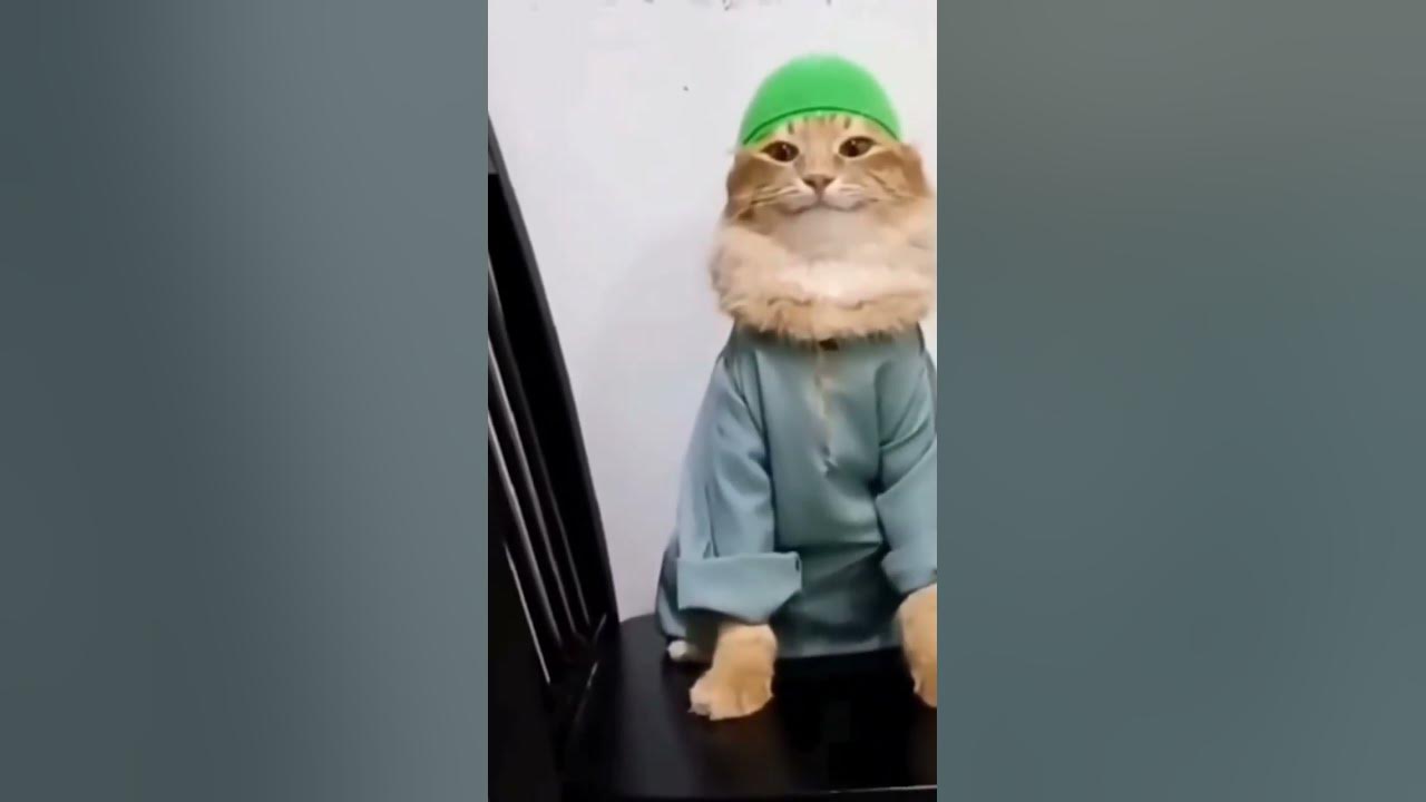 Muslim cat meme #muslim #cat #meme # tob tobi tob