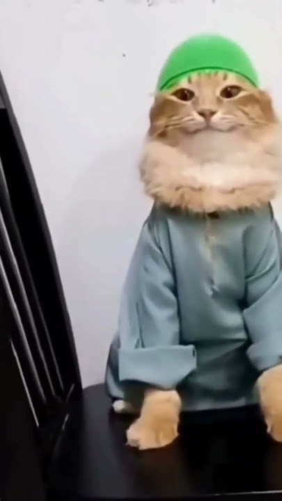 Muslim cat meme #muslim #cat #meme # tob tobi tob