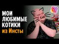 Пять лучших котиков из Инстаграма