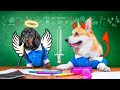 Back To School! Cute & funny dachshund and corgi dog video!