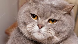 Amazing FunnyCats😻 ➙ 30 extraordinary Catfacts * Cute Video by Pets and gags 2,494 views 1 year ago 11 minutes, 50 seconds