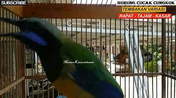 VIDEO 1 JAM /CUCAK CUNGKOK ISTIMEWA VARIASI Tembakan istimewa kasar -tajam/K.TEMBAK- C.JENGGOT DLL