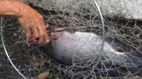 How to Make Tilapia Bait (18)Fishing Tips - Cách Làm Mồi Câu Rô Phi Cực Tốt .