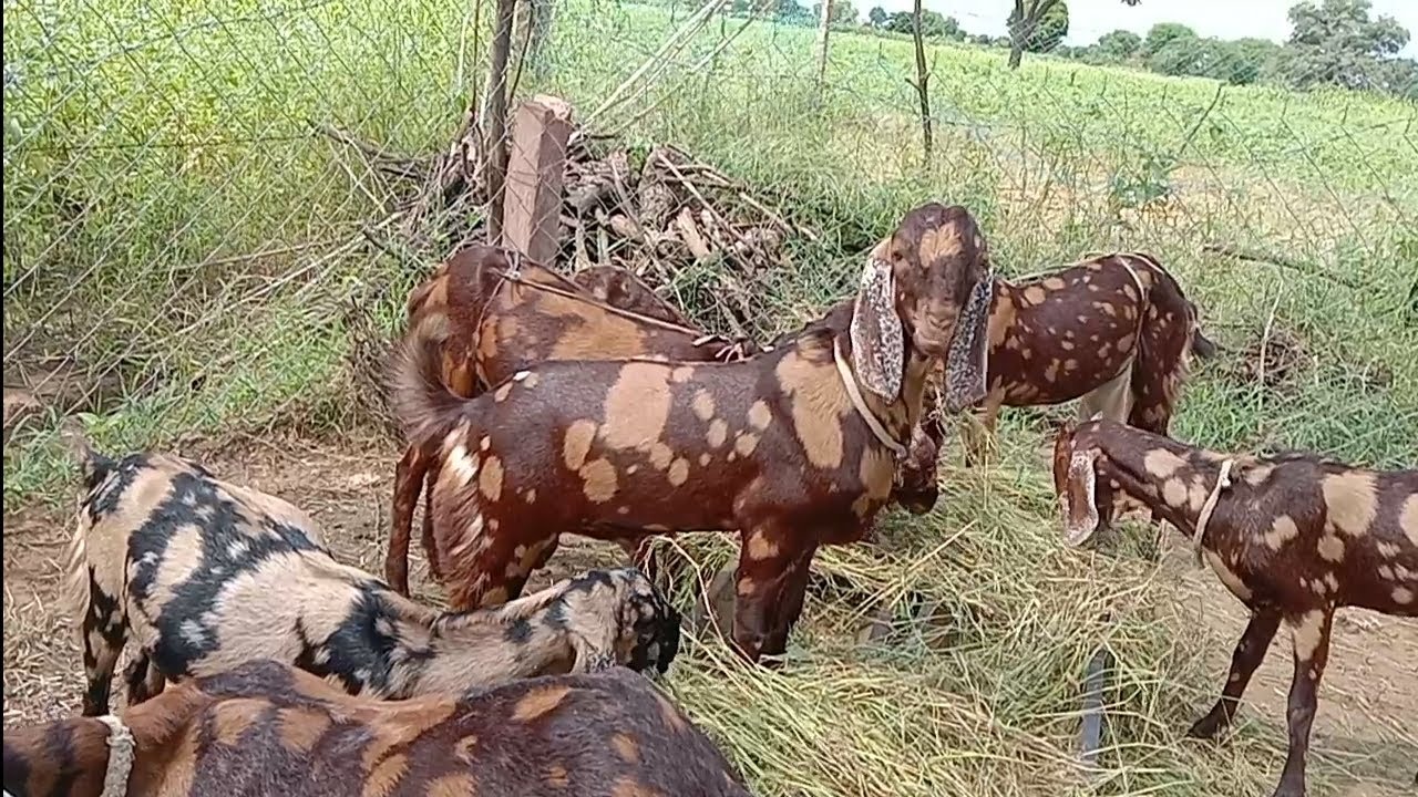 सुरेंद्र फार्म पर न्यू एंट्रीब्रीडर नोट फॉर सेल