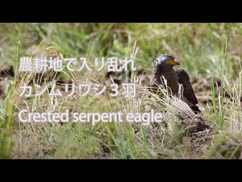 【農耕地で入り乱れ】カンムリワシ３羽 Crested serpent eagle