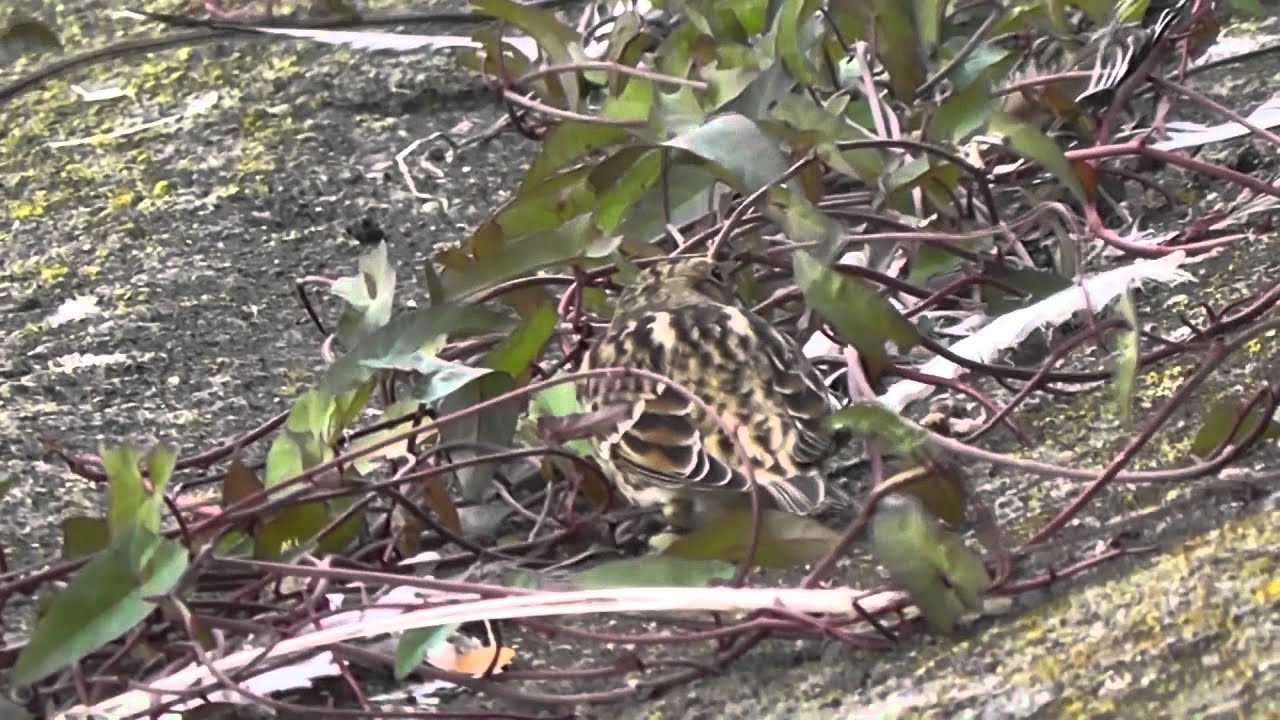 Lapland Bunting 