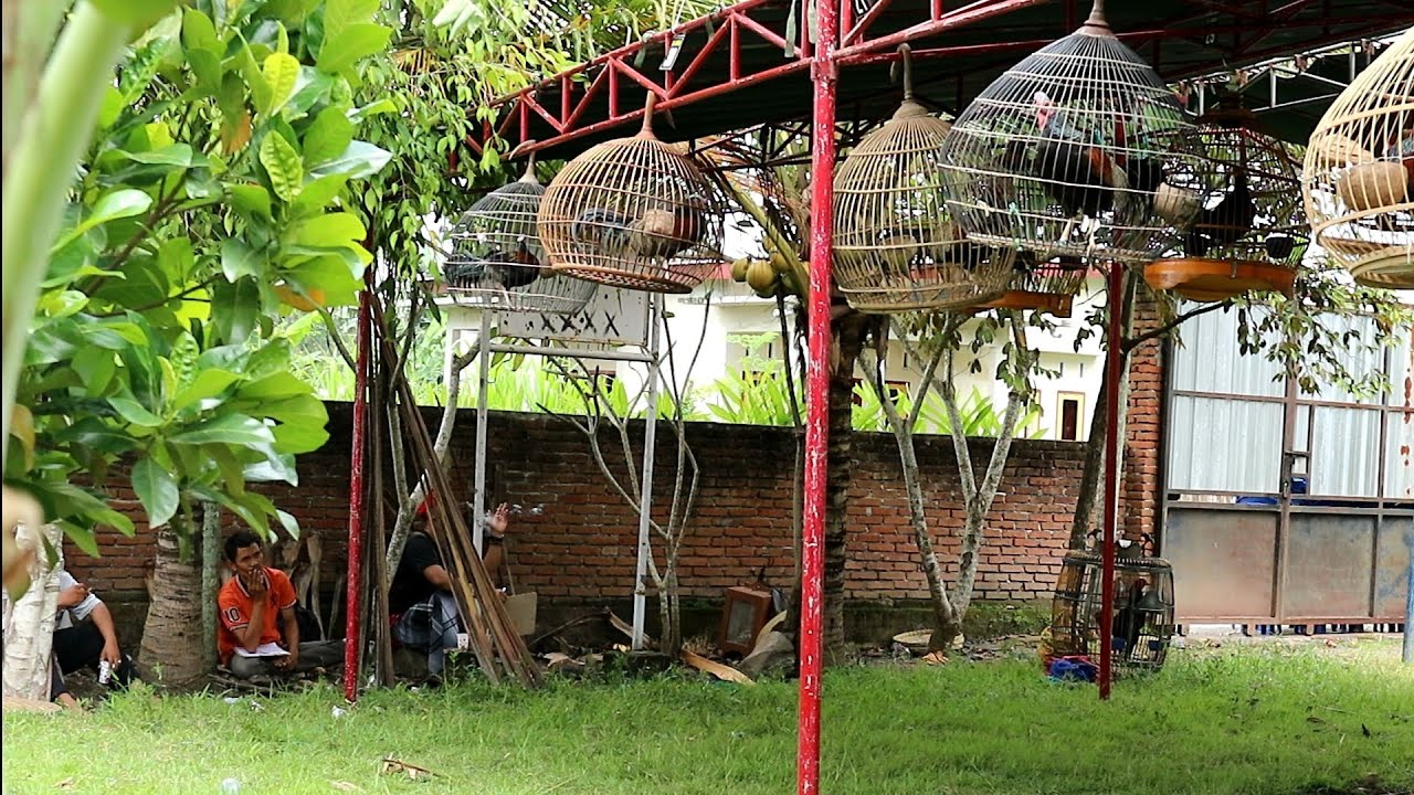 Full Video saat lomba ayam hutan hijau Festival SELAPARANG lombok