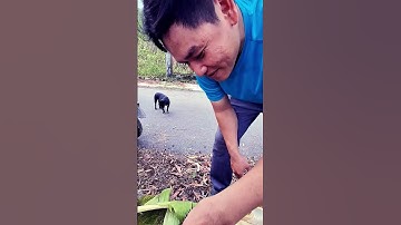 Món ngon độc đáo, sâu riêng nướng than #fishing #vlog