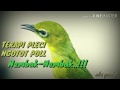 Masteran Terapi Pleci Ngotot Langsung Nembak Nembak Masteran Terbaru Aug Mp3 - Mp4 Download